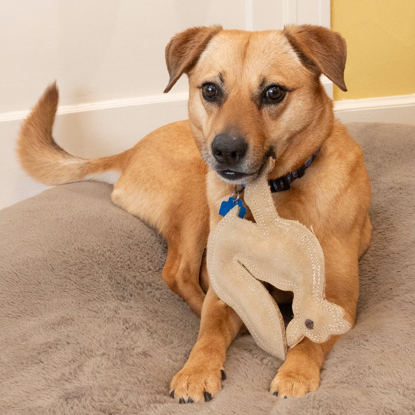 Dura-Fused Leather Fox Dog Toy, Squeaky Interactive Chew Toy for Moderate Chewers, Soft, Stuffed, Double-Stitched & Durable Fetch Toy for Small & Medium Dogs, 7.5In