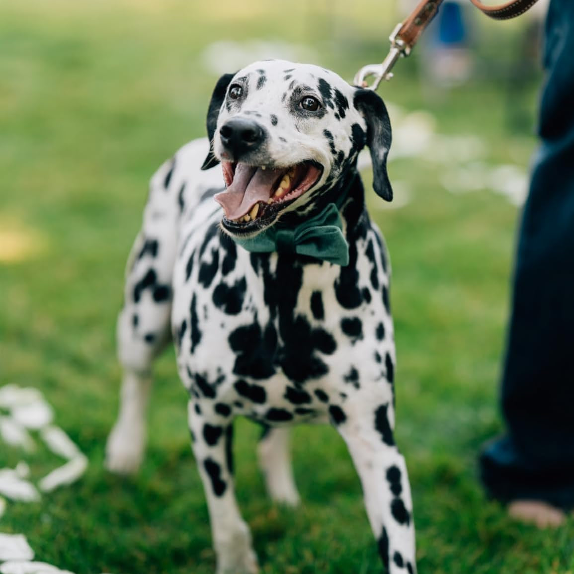 Christmas Dog Collars with Bowtie, Cute Xmas Green Velvet Pet Bow Tie Collar with Metal Buckle for Puppy Small Medium Large Boy Girl Dogs-S